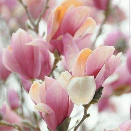 ink-magnolia-blooms
