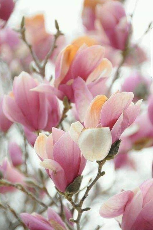 This image has an empty alt attribute; its file name is ink-magnolia-blooms.jpg